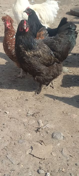 Продам домашних кур и петухов