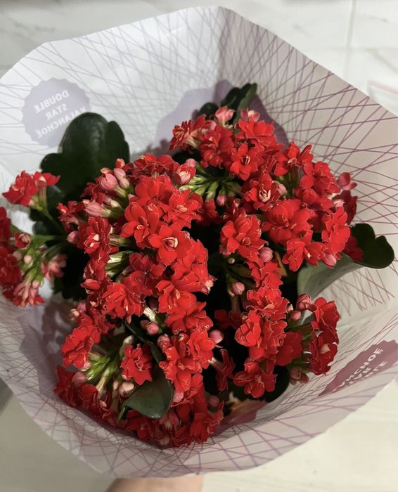 Комнатные растения