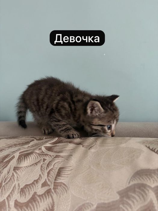 Отдам котят в хорошие руки!