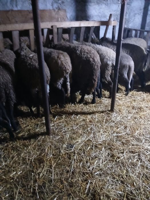 Vând 6 oi și 1 berbec