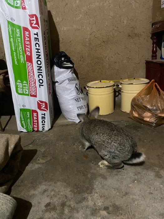 Самки  крупные фландра