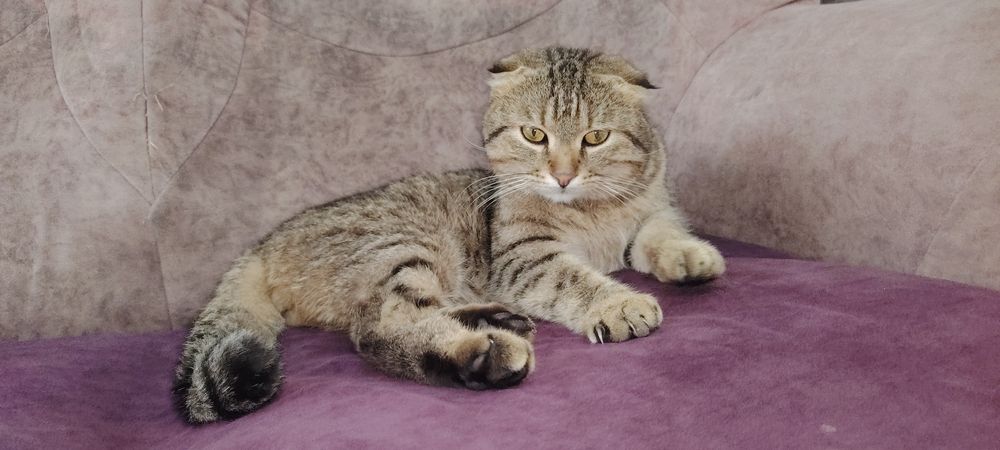 Кот скотиш продаётся в харошие руки
