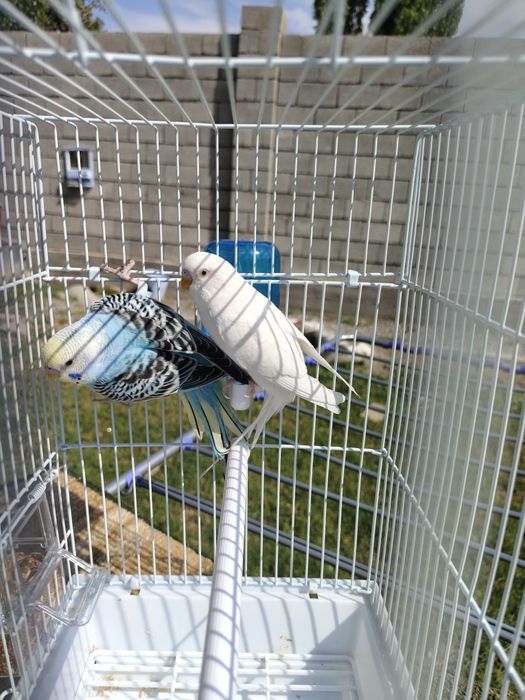 Попугай комплект