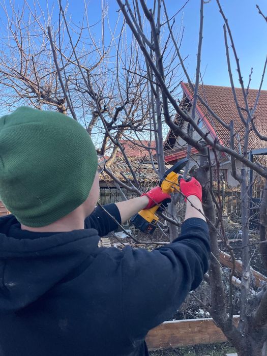 Curățare pomi/vita de vie/ amenajare gazon