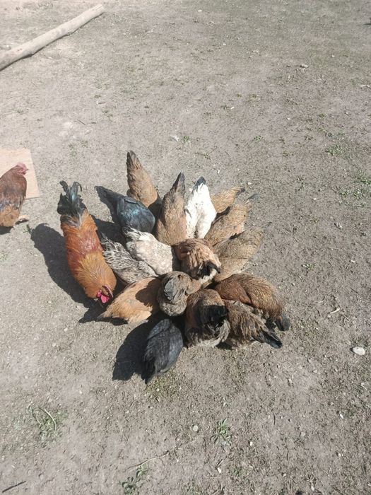 Кучинские куры 11 штук