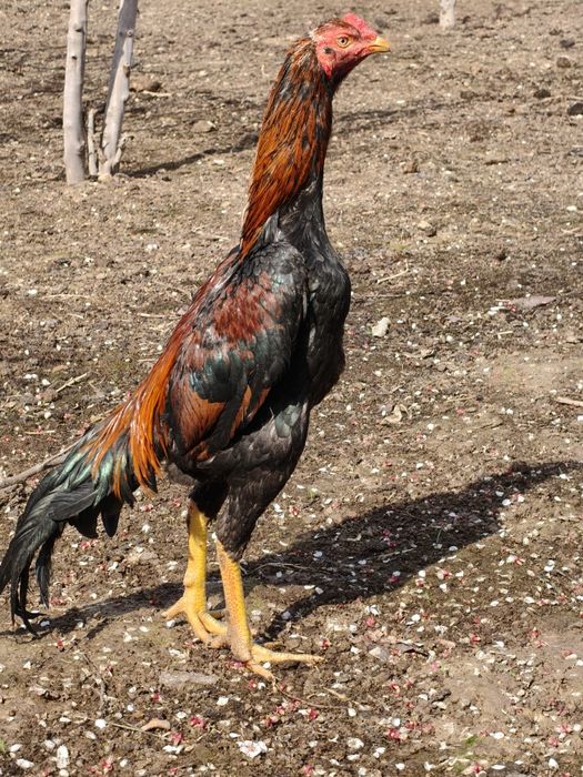 Dakan jójaxórozla sotiladi