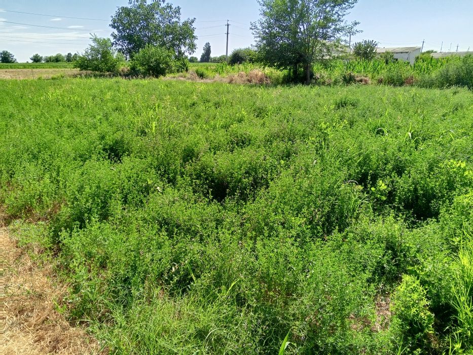 Ер сотилади 10 сотих