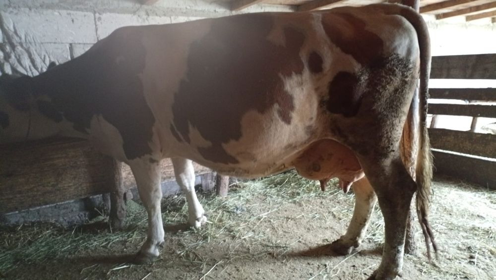 Vând vacă gestantă în ultima lună