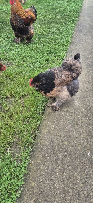 2 gaini si un cocoș