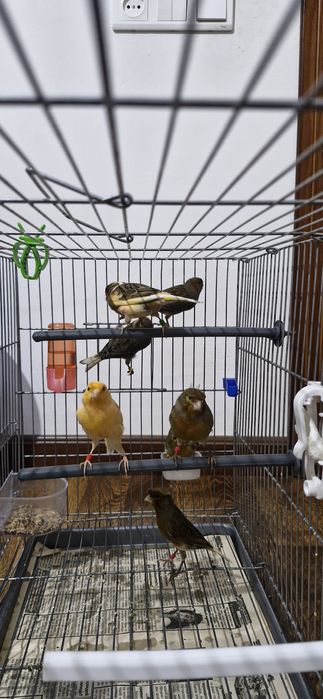 Канарейки певчие