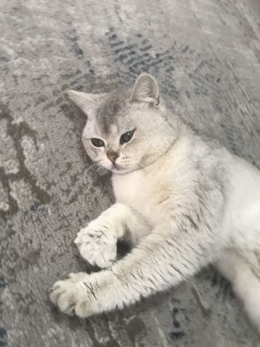 Zoti:serebreski shinshilla yoshi 1yosh jinsi o’g’ilbola manzil qo’qon