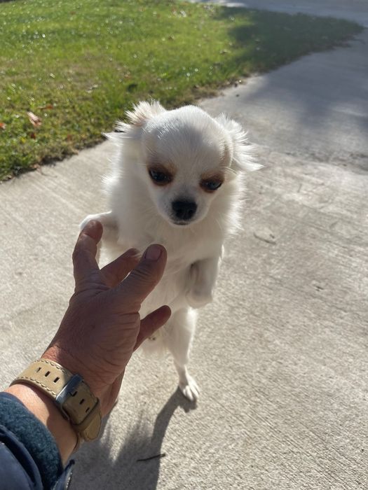 Продавам Чихуахуа