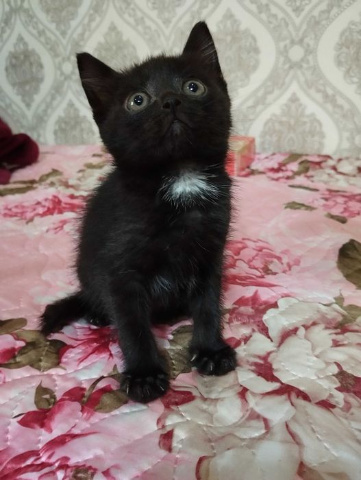 СРОЧНО! Ищем дом спасённым котятам!