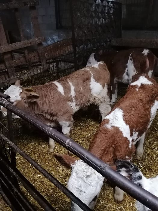 Vând viței și vitele sugari