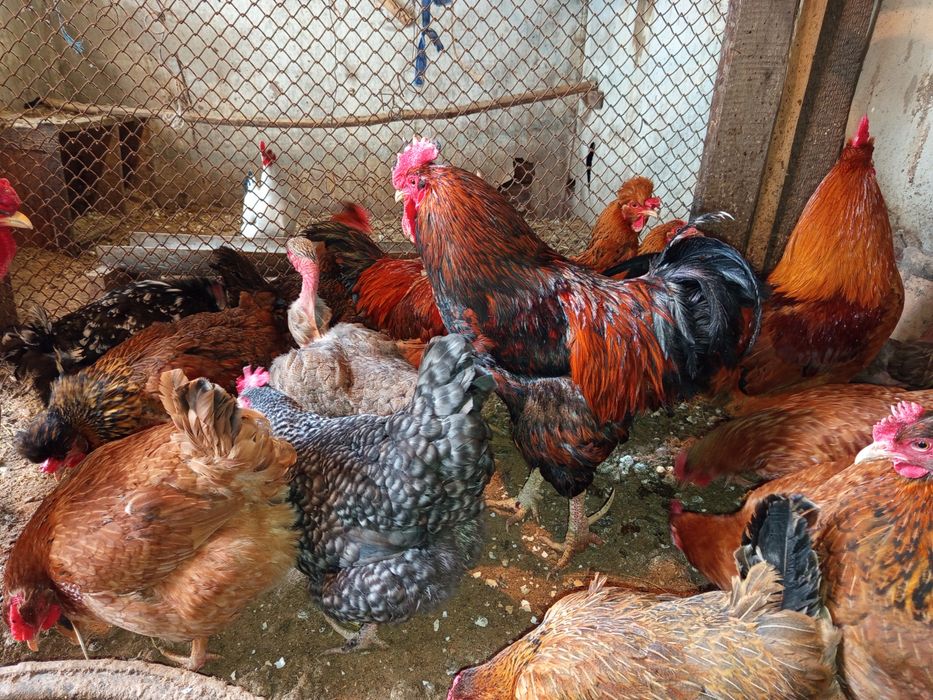 Инкубационные яйца