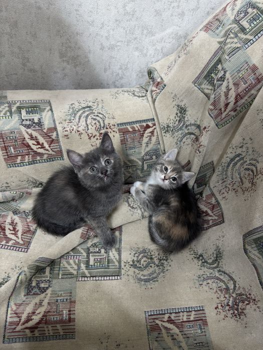 Отдам котят ( девочки ) в хорошие руки