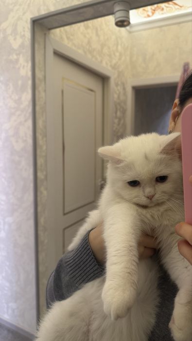 британская короткошёрстная