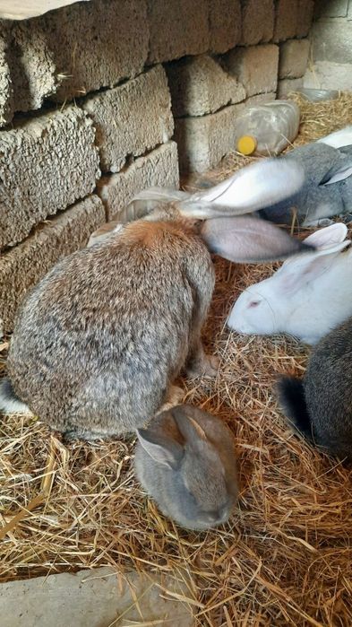 Куён купайтириб даромад килинг. Уйингизда пархез гушт бу Куён булсин.