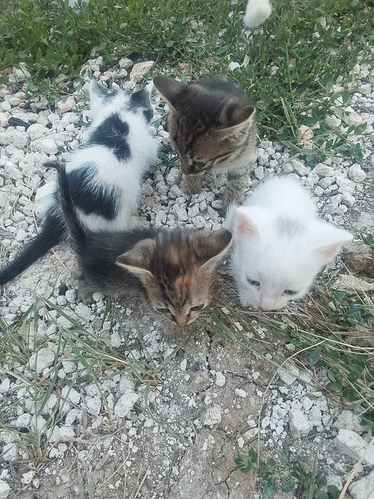 Отдам котят бесплатно