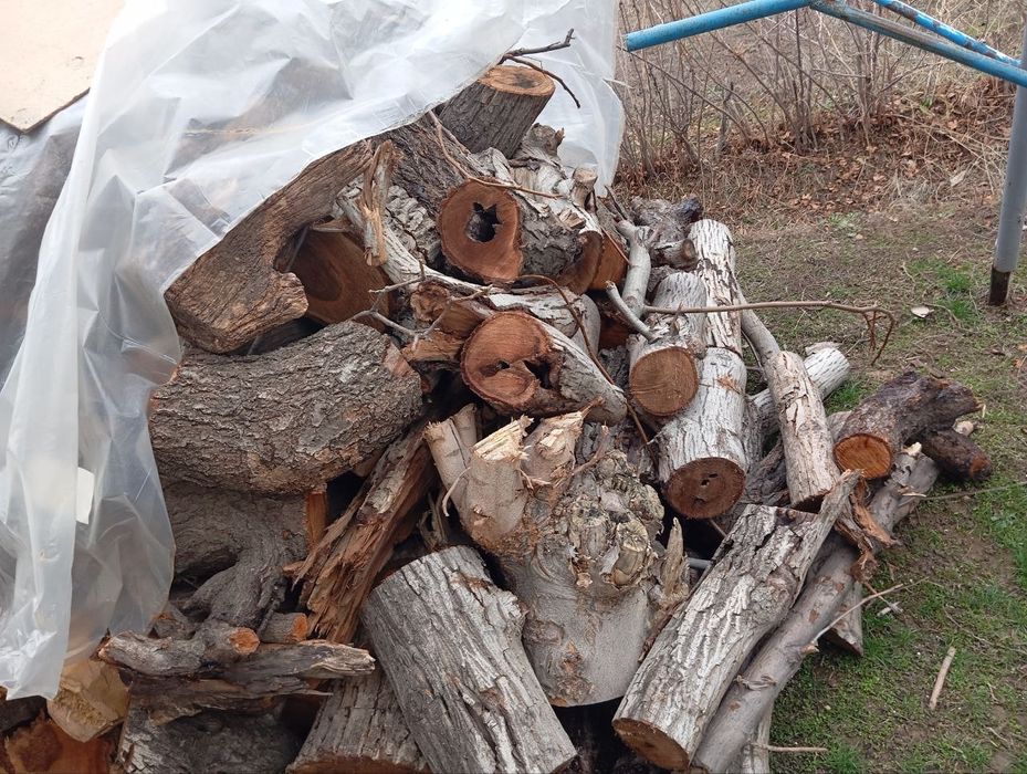 у'тин сотилади. продаётся дрова. йонг'ок, чинор, медали дарахтлар