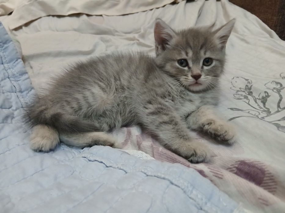 Продаётся котята шотландцы девочки и мальчики