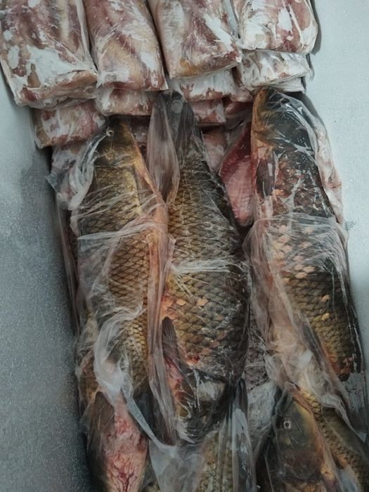 Свежая рыба сазан