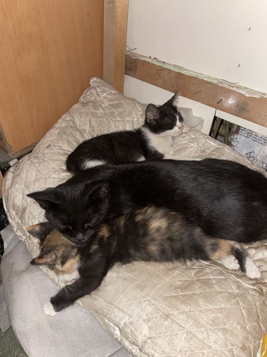 Ласковые  котята
