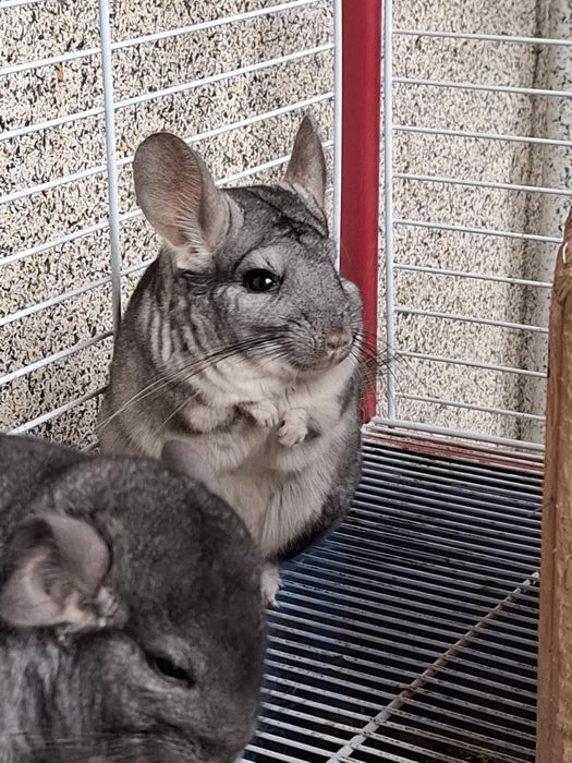 Малышка шиншиллы (стандарт) — открыта бронь только в добрые руки!!!