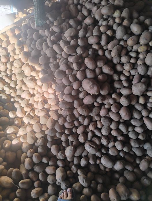 Vând cartofi pentru animale