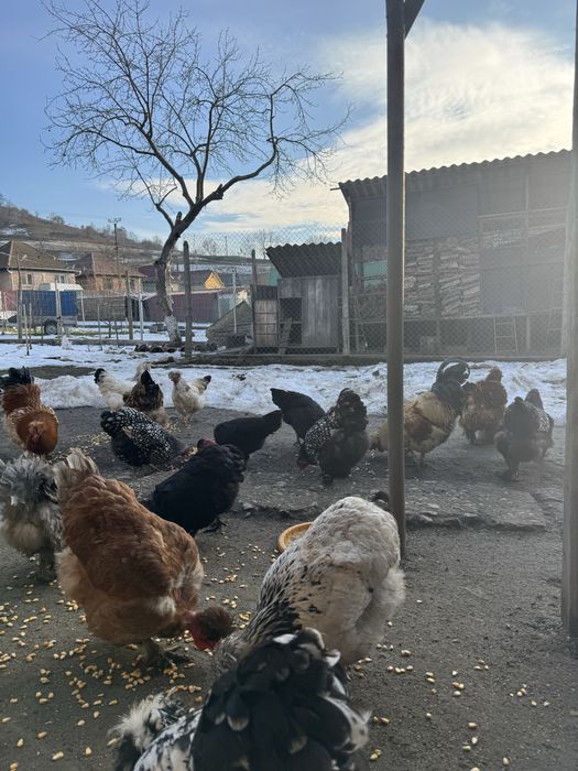 Oua incubat de la gainile din imagini