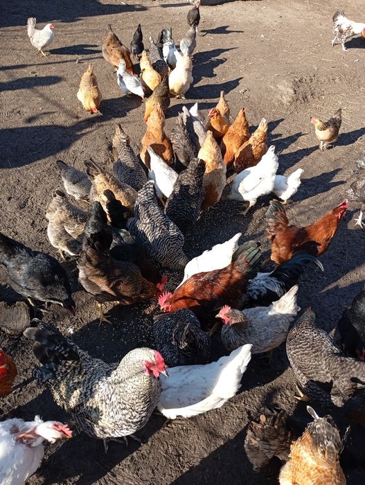 Ouă de găini pitice și normale :wyandotte, italiene, mii