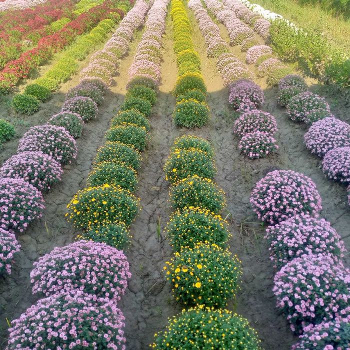 Декоратив кучатлар