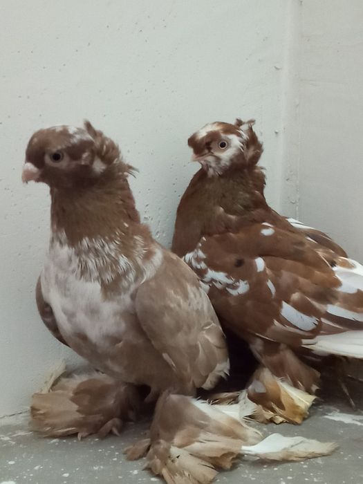 Самец орех чубатый чин, самочка двухч