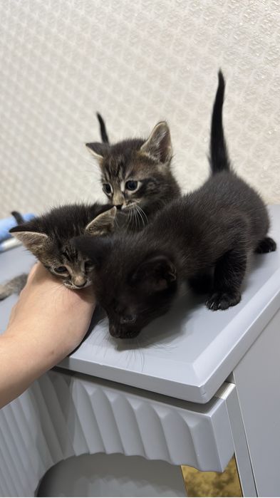 Мысыктар бар бесплатно