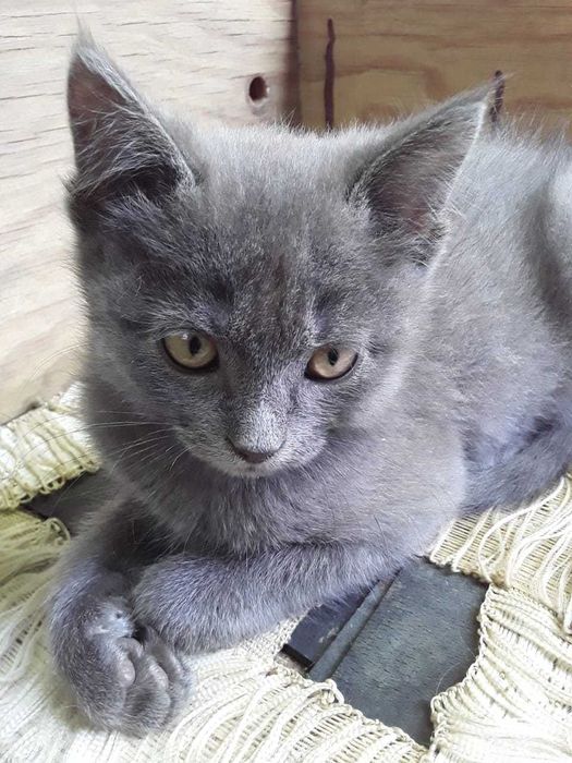 Отдам в хорошие руки котят