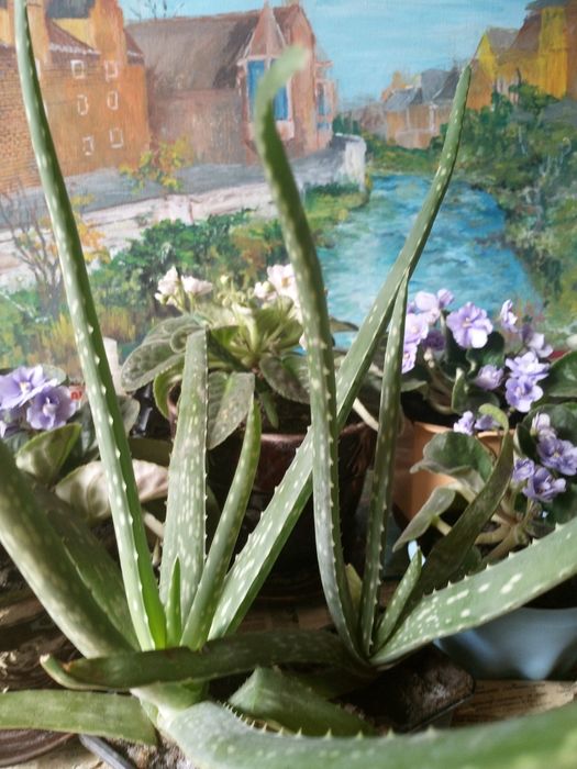 Алоэ Вера растение