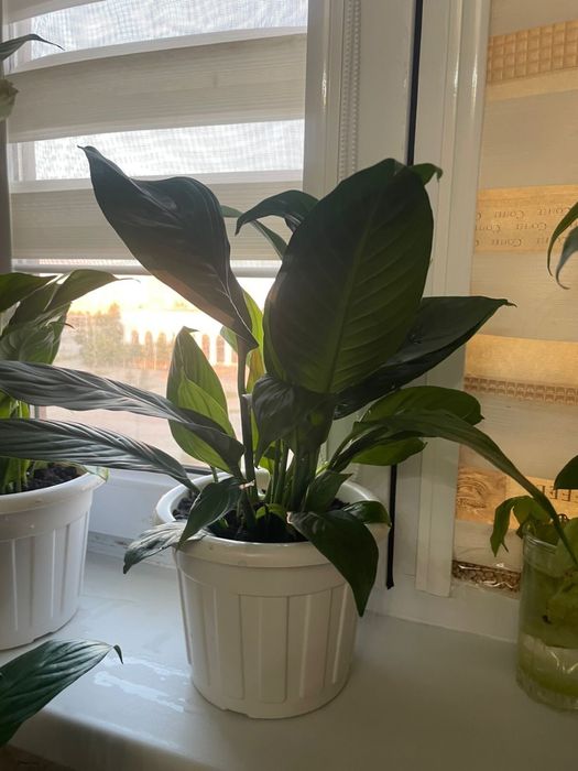 Әйелінің порно кеші