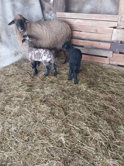 Vând oi  suffolk cu miei