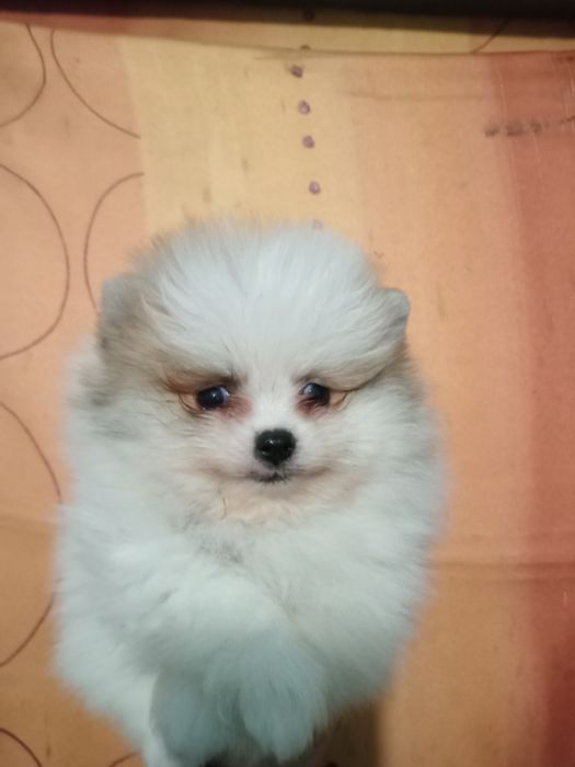 Продам мишек померашек