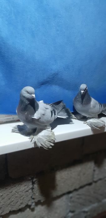 Голуби Персы Сизые