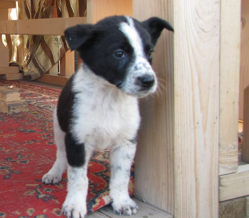 Щенки в добрые руки