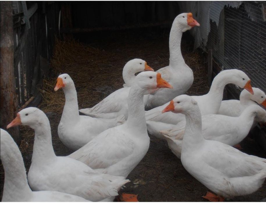 Продам  Гуси или обмен