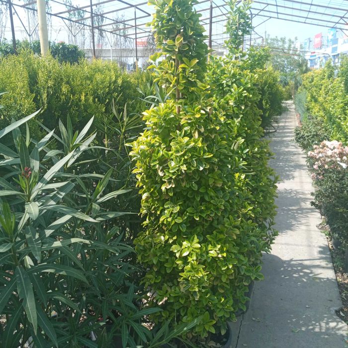 Дезинфекция деревья и кусты,  садовник.