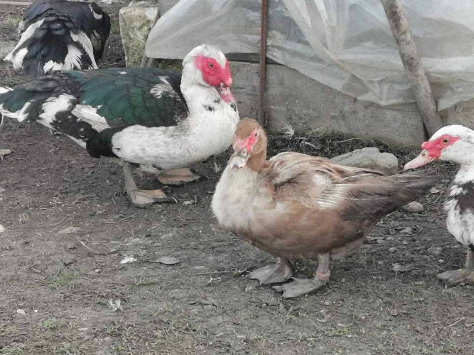 Oua de rata muta pentru incubat. Pe alb cu negru sau ciocolatii.