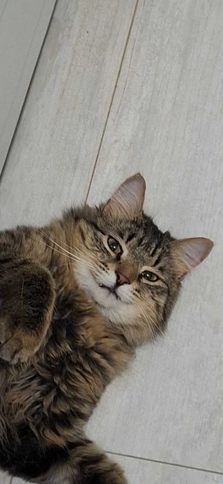 Отдам в добрые руки молодого кота