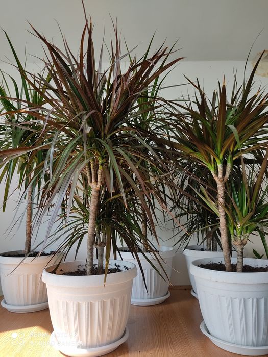 Цветы комнатные разные фикус