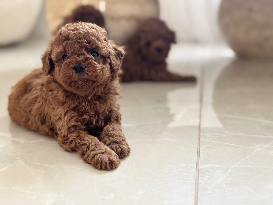 Пудел Той/Poodle Toy