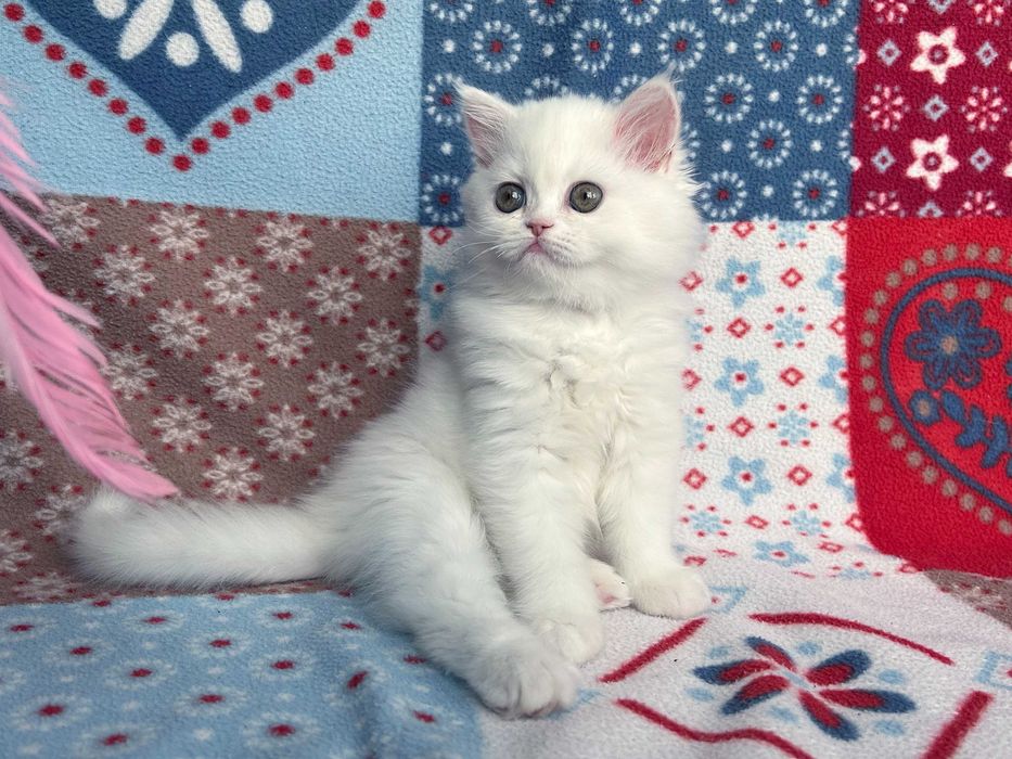 Pisicuță adorabilă Scottish Straight Longhair, cu Pedigree