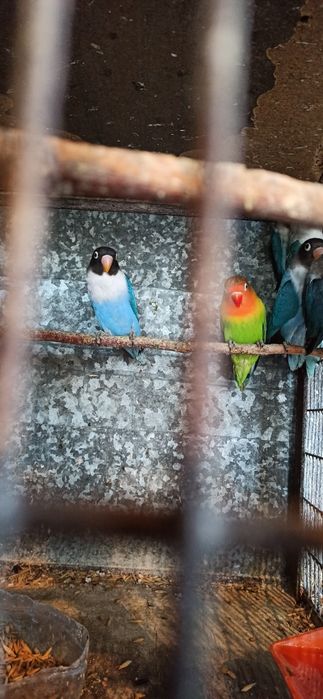 Попугай  молодые