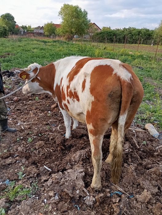 De vânzare o vaca